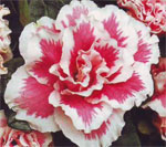 Azalea on juhlava kasvi Azalea on juhlava kasvi
