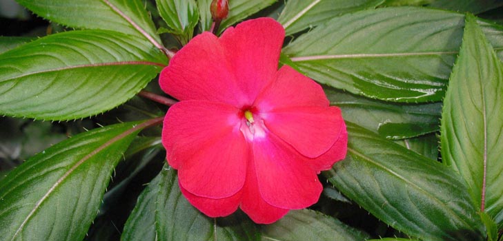Balsam puutarha: viljely