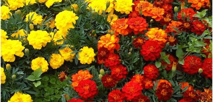 kukat marigolds