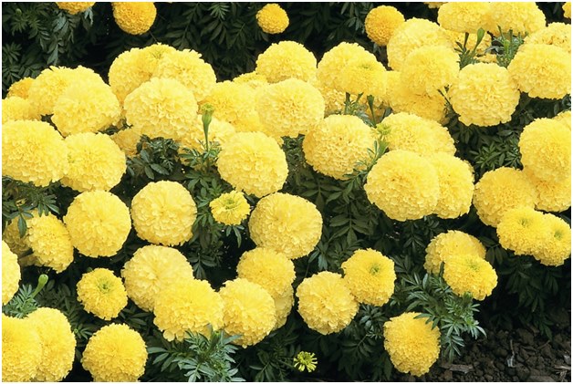 keltaiset marigoldit