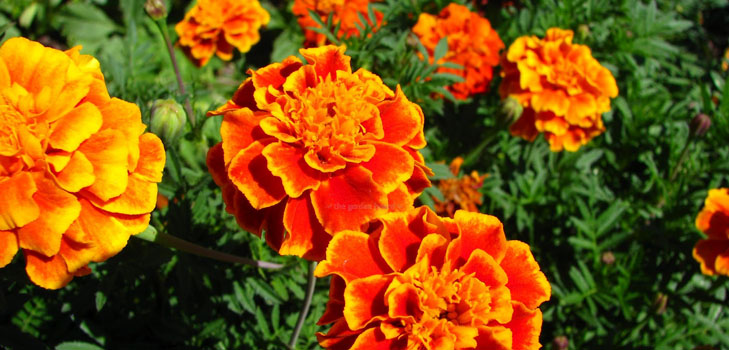 Marigolds taimia