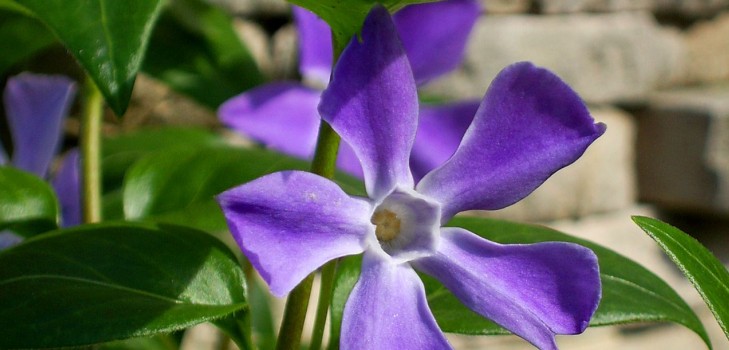 Periwinkle. Viljely ja hoito 