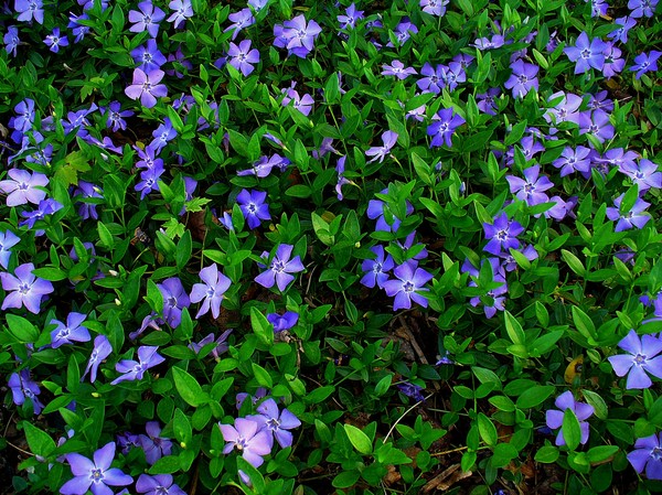 Periwinkle. Viljely ja hoito 