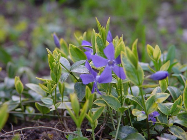 Periwinkle. Viljely ja hoito 