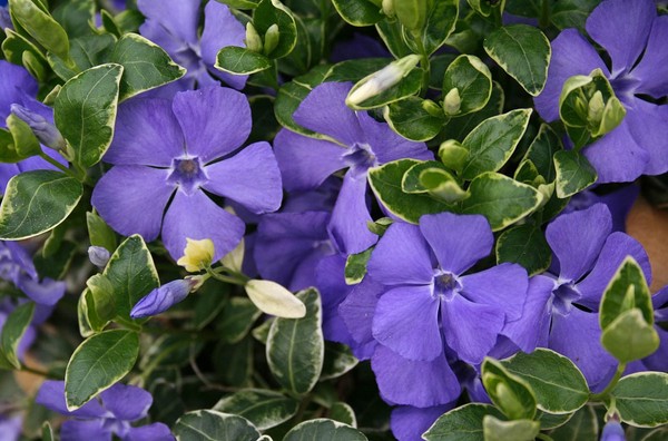 Periwinkle. Viljely ja hoito 
