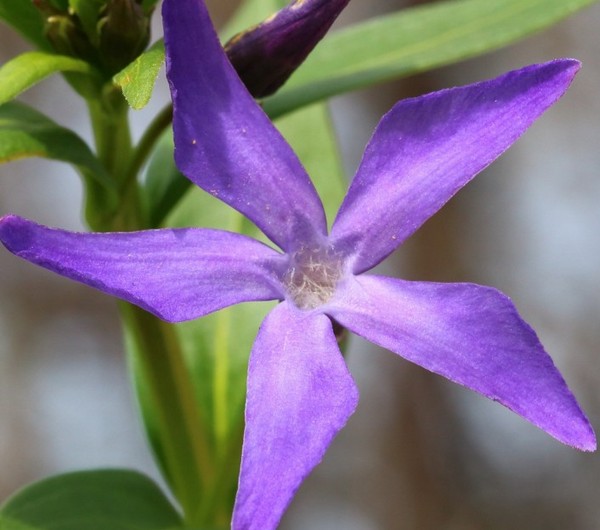 Periwinkle. Viljely ja hoito 
