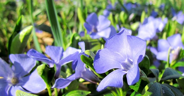 Periwinkle. Viljely ja hoito 
