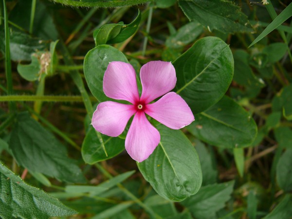 Periwinkle. Viljely ja hoito 