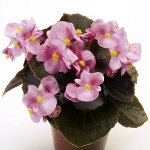 Begonia siemenistä