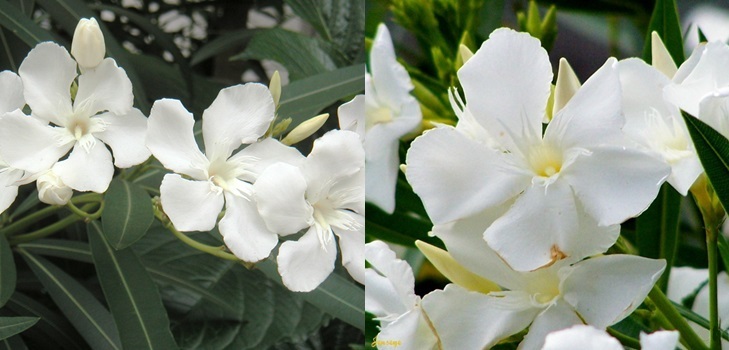 Valkoinen Oleander