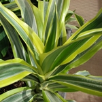 Entä jos dracaena kuivuu tai muuttuu keltaiseksi? 