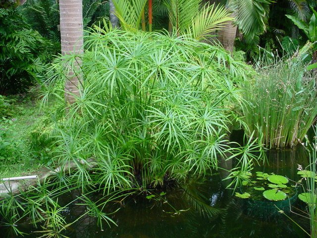 Cypherus: hoidon piirteet