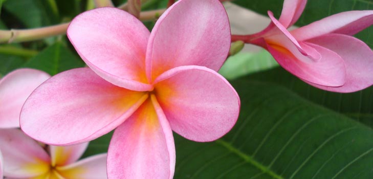 Kukka Plumeria - maaginen tuoksu kodissasi