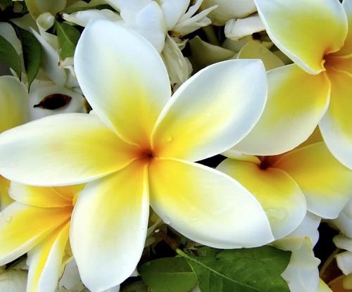 Kukka Plumeria - maaginen tuoksu kodissasi