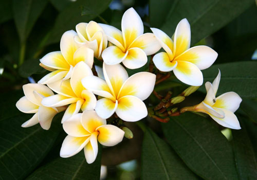 Kukka Plumeria - maaginen tuoksu kodissasi