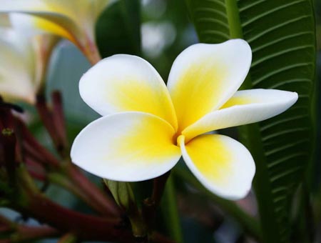 Kukka Plumeria - maaginen tuoksu kodissasi