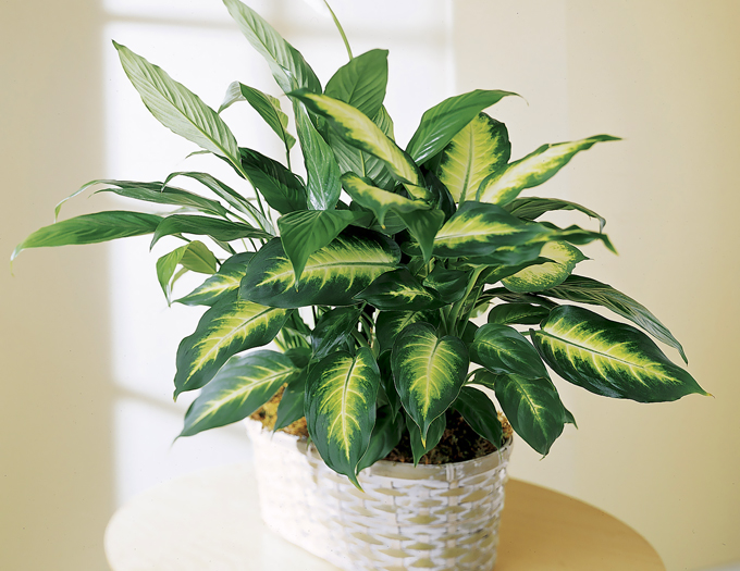 Dieffenbachia: miten kunnolla huolehditaan?