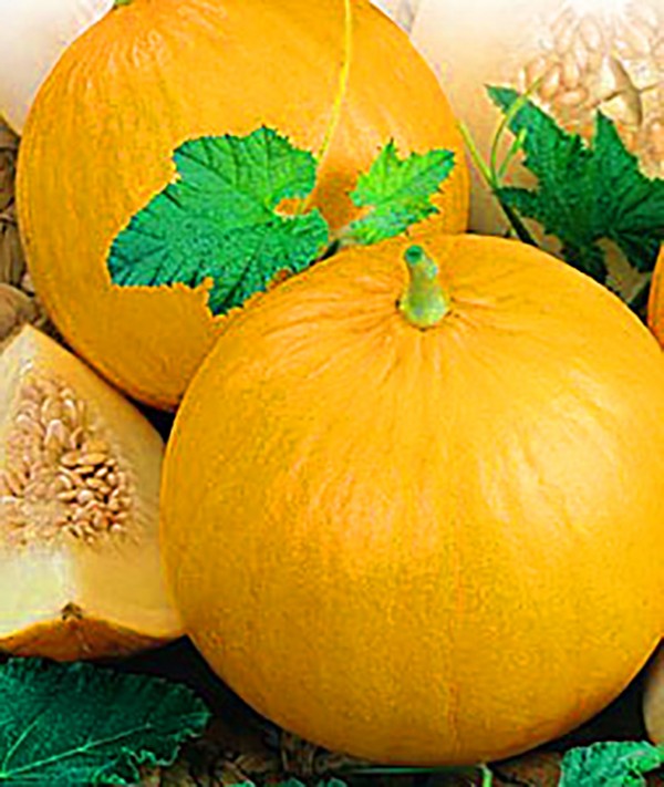 Melonin istuttaminen ja hoito Venäjän keskimmäisellä vyöhykkeellä