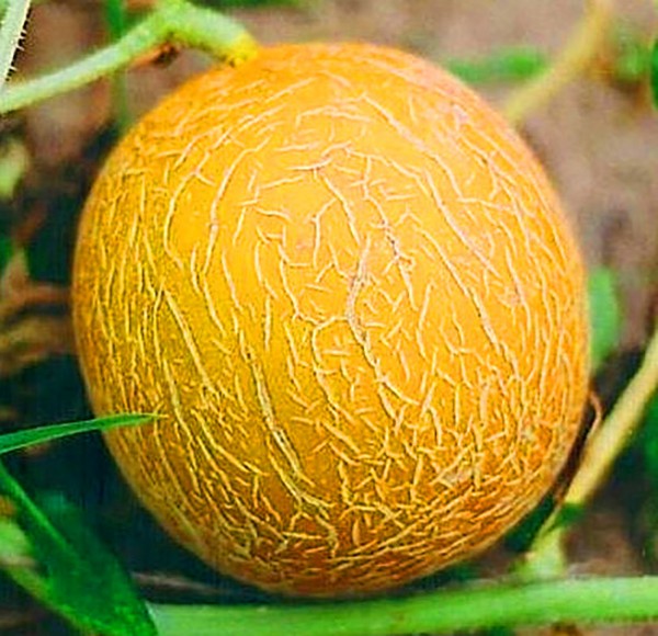 Melonin istuttaminen ja hoito Venäjän keskimmäisellä vyöhykkeellä