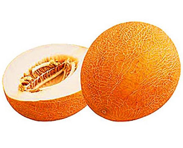 Melonin istuttaminen ja hoito Venäjän keskimmäisellä vyöhykkeellä