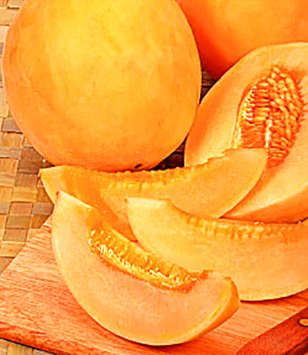 Melonin istuttaminen ja hoito Venäjän keskimmäisellä vyöhykkeellä