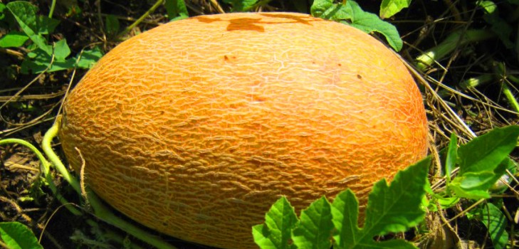 Melonin istuttaminen ja hoito Venäjän keskimmäisellä vyöhykkeellä