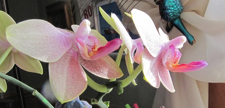 Phalaenopsis-kukinta