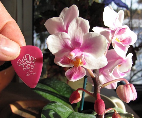 Phalaenopsis-kukinta