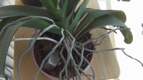 Phalaenopsis -siirto