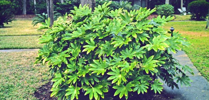 hoitaa fatsia kotona