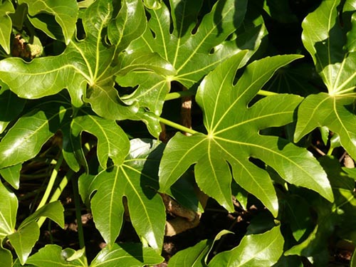 Erilaiset fatsia