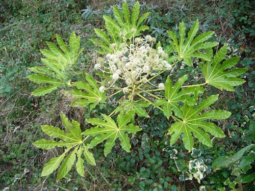 fatsia mukavissa lämpötiloissa