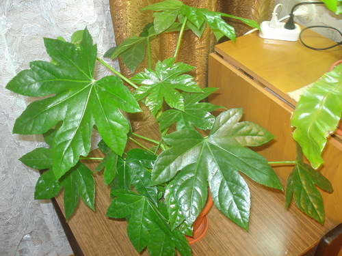 fatsia länsi-ikkunassa