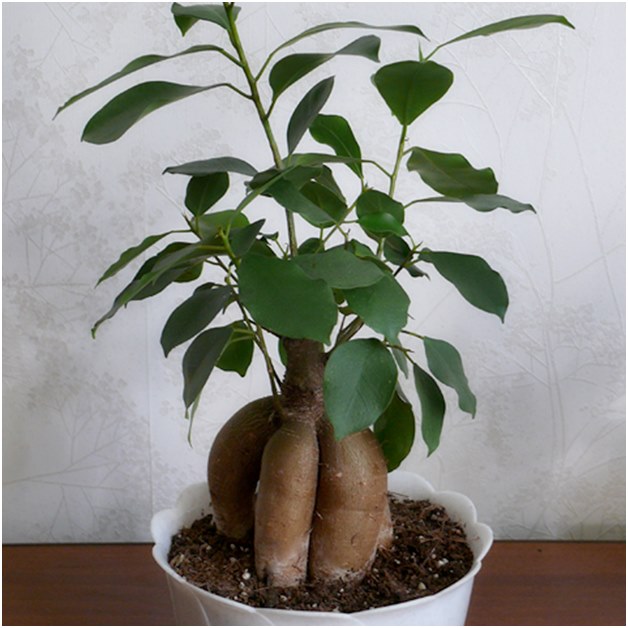 Ficus ennen istuttamista