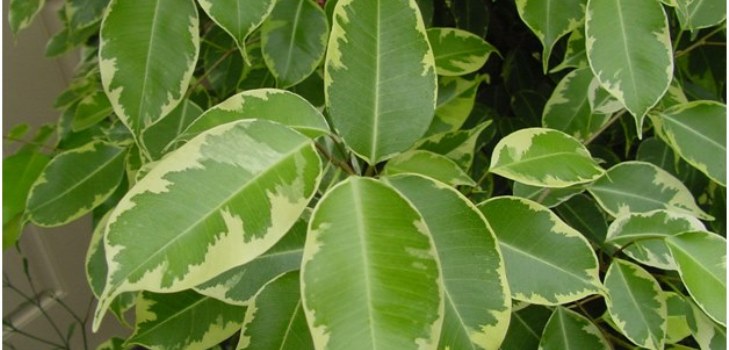 huone ficus