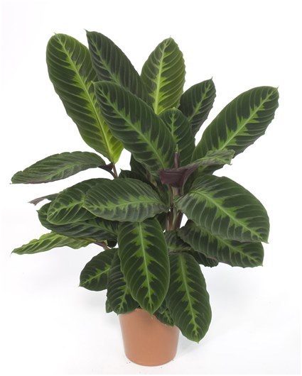 amme, jossa ficus