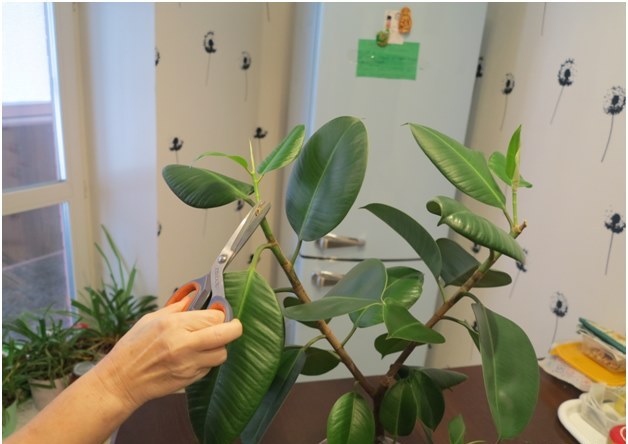 ficus leikkaus