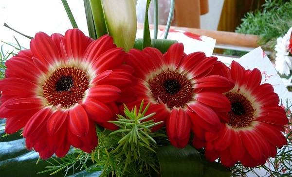 Gerbera potissa Gerbera potissa
