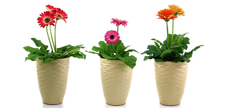 Gerbera potissa Gerbera potissa