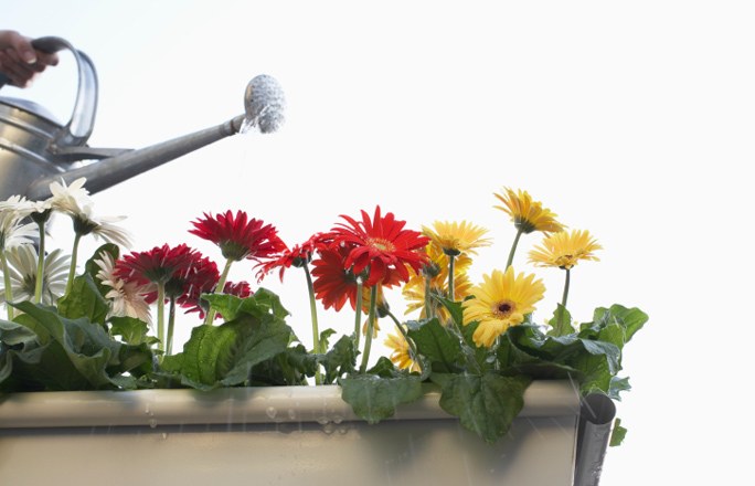 Gerbera potissa Gerbera potissa