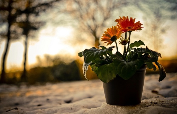 Gerbera potissa Gerbera potissa