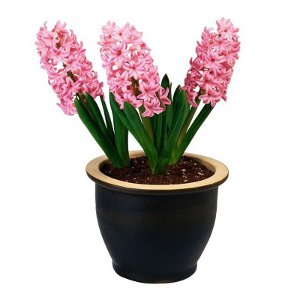 Hyasintti kotona