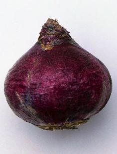 Hyasintti kotona