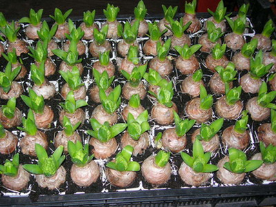  Hyasintti kotona