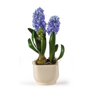 Hyasintti kotona