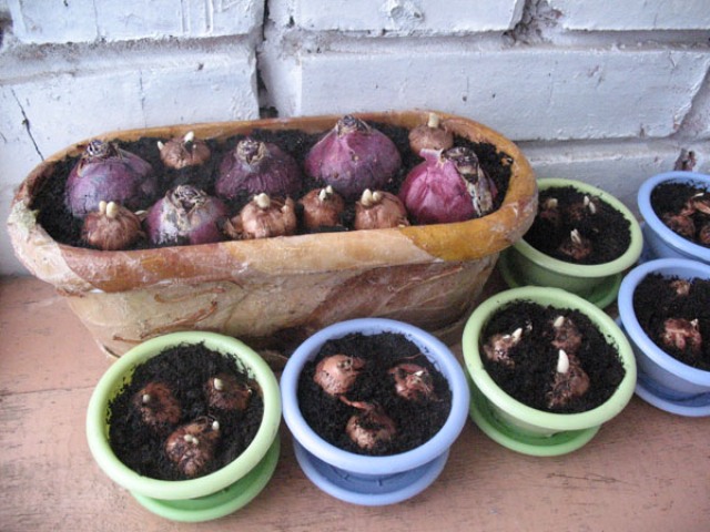 Hyasintti kotona