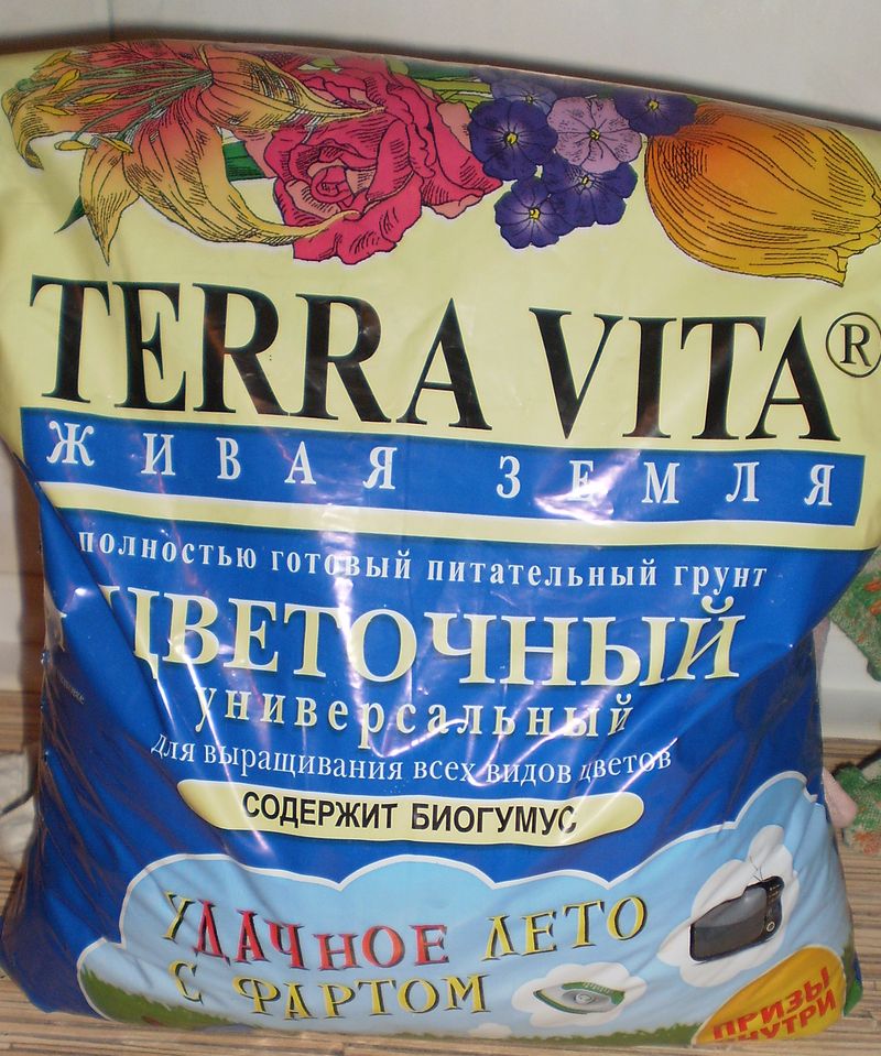 Hyasintti kotona