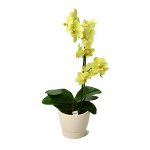 Maaperä orkideille Maaperä orkideille