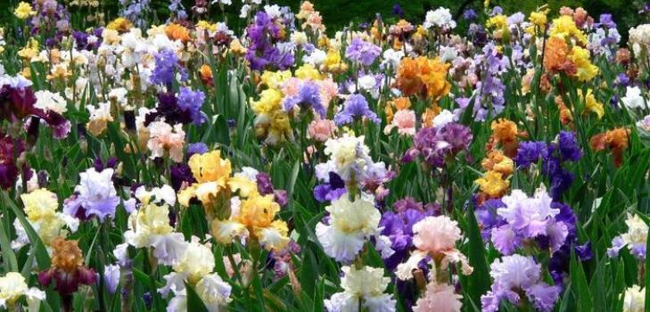 kentän iris