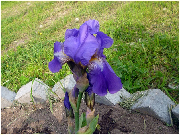 iris kukkapenkillä